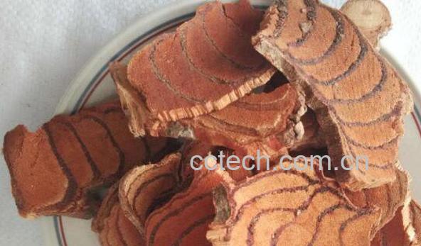 血木通的功效和作用-1