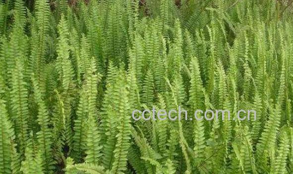 石黄皮怎么吃 石黄皮什么人不适宜吃-0