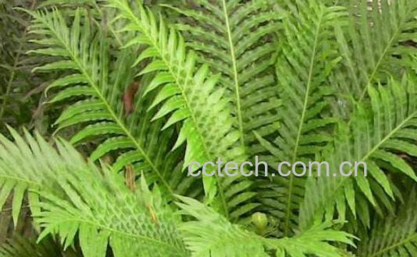 石黄皮的功效与作用 石黄皮的副作用-0