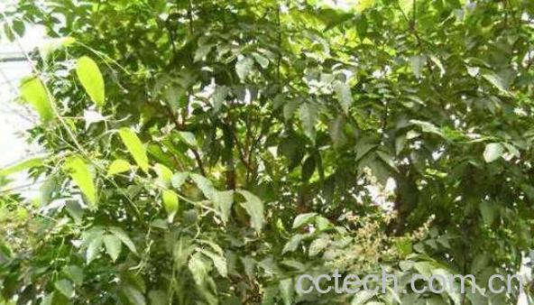 黄皮果叶洗澡的好处 黄皮叶洗澡有什么用-0