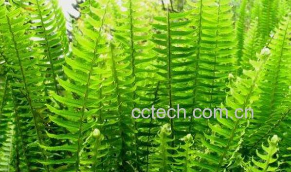 石黄皮的功效与作用 石黄皮的副作用-1