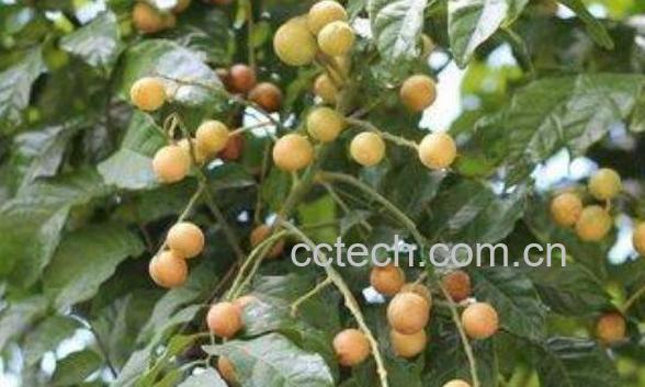 黄皮果叶洗澡的好处 黄皮叶洗澡有什么用-1