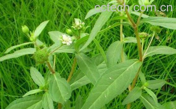 旱莲草的功效与作用 旱莲草的副作用-0