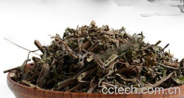 旱莲草泡水的功效与作用-1