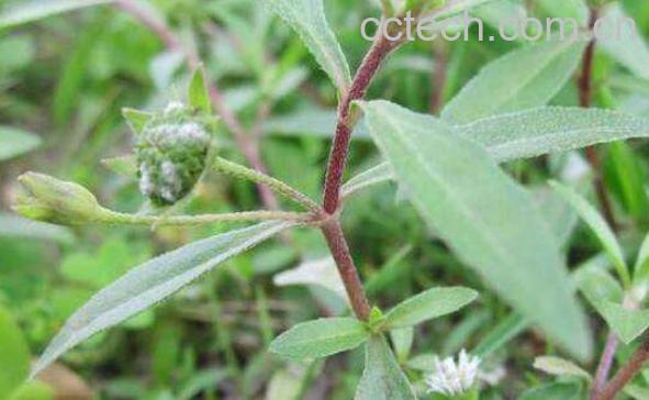 旱莲草的功效与作用 旱莲草的副作用-1