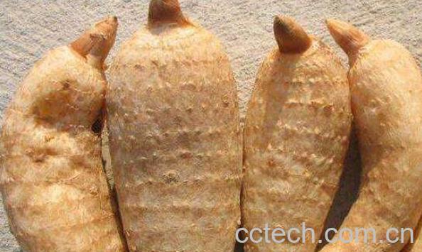 天麻泡酒的功效与作用-1