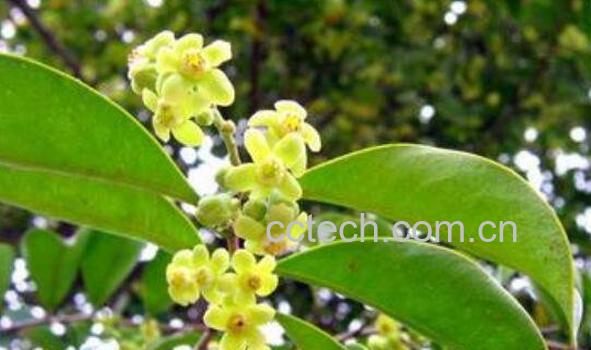 土沉香的功效与作用-1