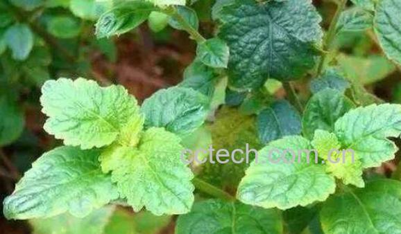 广藿香的功效与作用 广藿香怎么吃-0