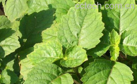 广藿香的功效与作用 广藿香怎么吃-1