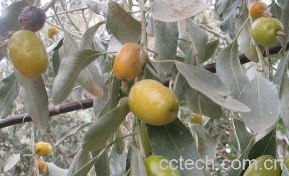 羊奶果根的功效与作用-1