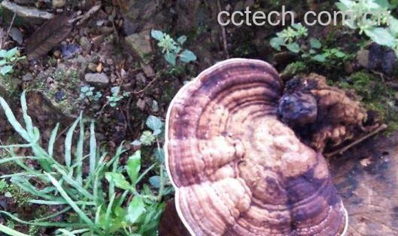 野生灵芝的功效与作用 野生灵芝怎么吃-0