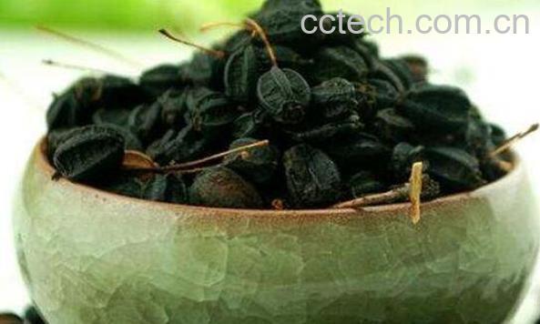 刺五加籽怎么泡水喝 刺五加籽泡水喝的功效-1