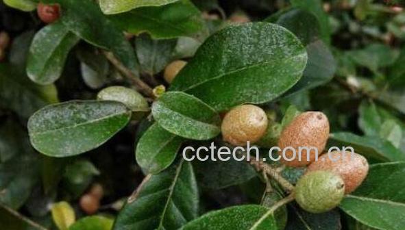 羊奶树根功效与作用 羊奶树根的药用价值-0