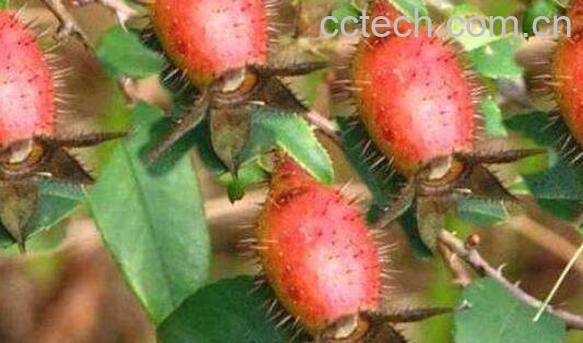 羊奶树根功效与作用 羊奶树根的药用价值-1