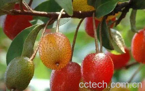 羊奶果根的功效与作用及药用价值-0