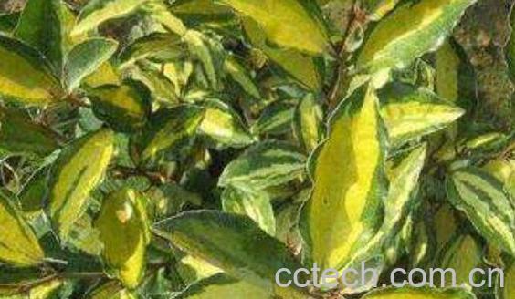 羊奶果根的功效与作用及药用价值-1