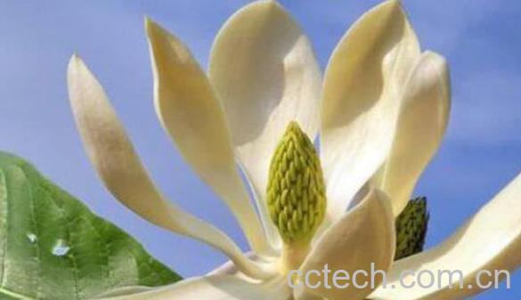 厚朴花的功效与作用及食用方法-0