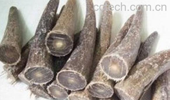 水牛角的功效与作用及药用价值-0