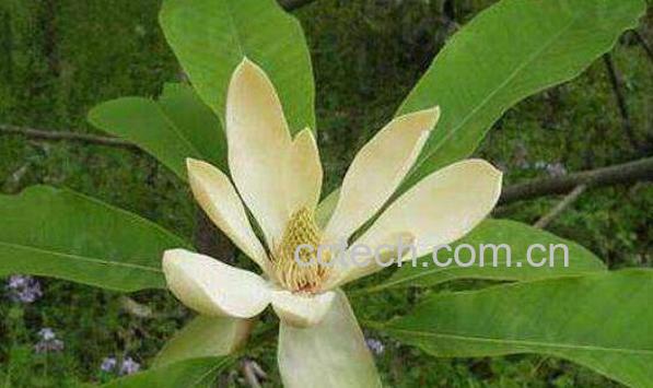 厚朴花的功效与作用及食用方法-1