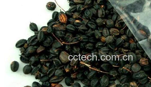 刺五加籽的功效与作用及食用方法-0