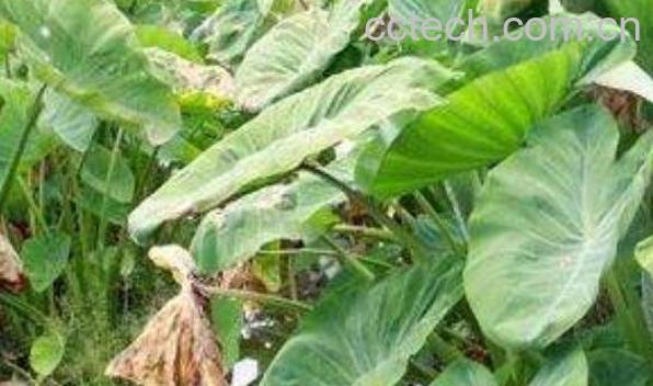 海芋叶的功效与作用 海芋叶的药用价值-0