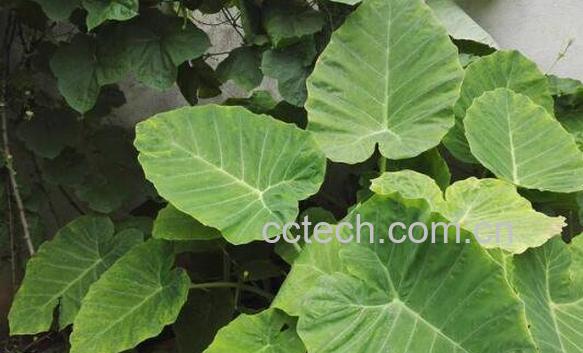 海芋叶的功效与作用 海芋叶的药用价值-1