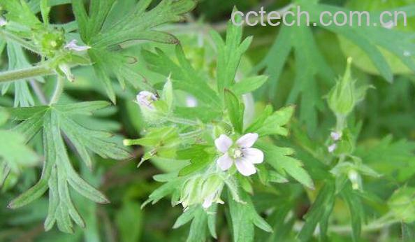 红叶老鹳草的功效与作用-0