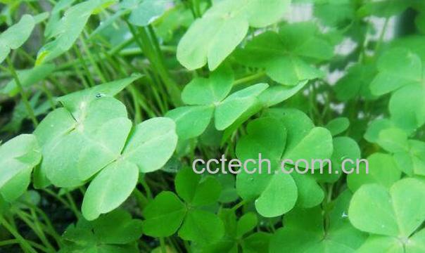 四叶草泡酒的功效与作用-1