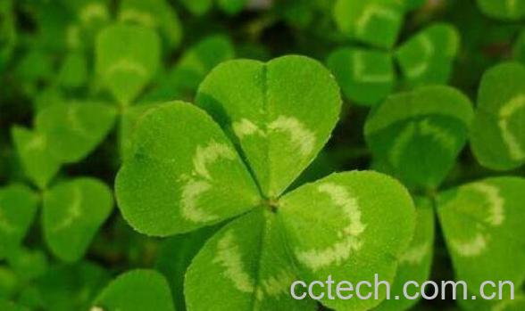 四叶草泡酒的功效与作用-0