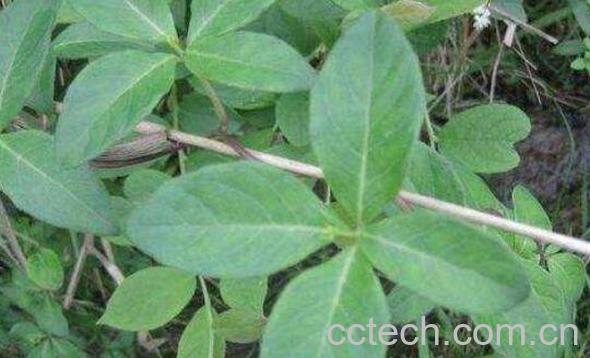 四叶参怎么吃 什么人不能吃四叶参-1