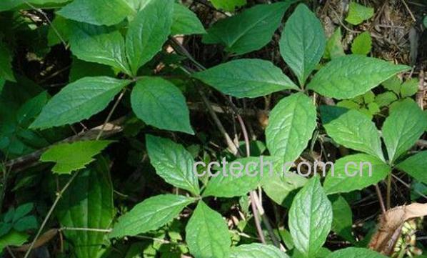 四叶参的功效与作用 四叶参的副作用-0