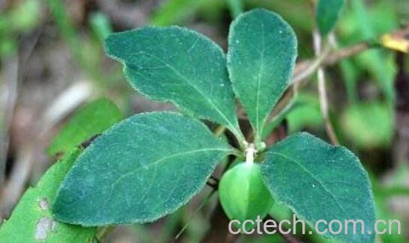 四叶参的功效与作用 四叶参的副作用-1