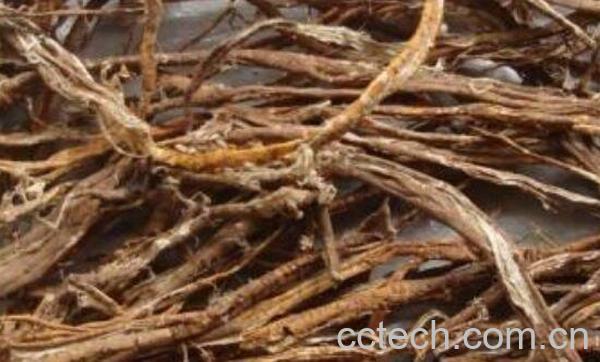 桑树根的功效与作用-1