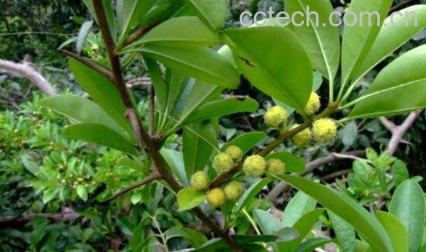 穿破石的功效与作用 穿破石的药用价值-1