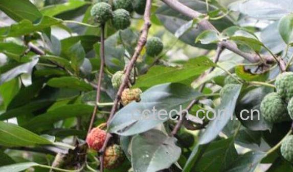 穿破石的功效与作用 穿破石的药用价值-0