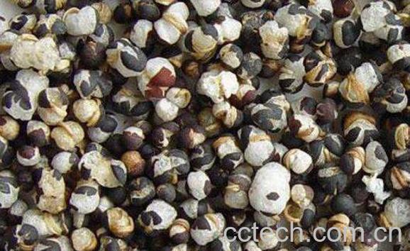 王不留行籽的功效与作用 王不留行籽的副作用-0