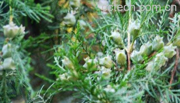 柏树籽能吃吗 柏树籽怎么吃-1