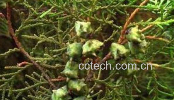 柏树籽能泡水喝吗 柏树籽的禁忌-1