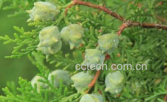 柏树籽能泡水喝吗 柏树籽的禁忌-0