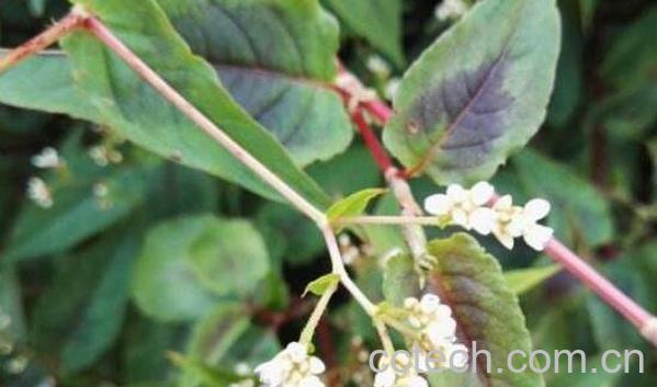 火炭母的功效与作用-0