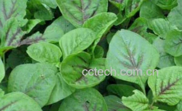 紫背金牛功效与作用-0