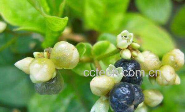 火炭母的功效与作用-1