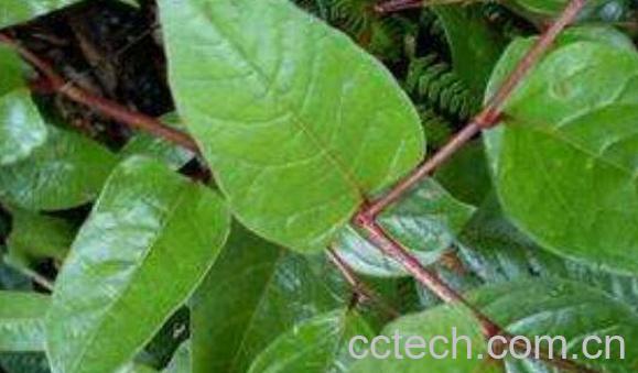 紫背金牛功效与作用-1