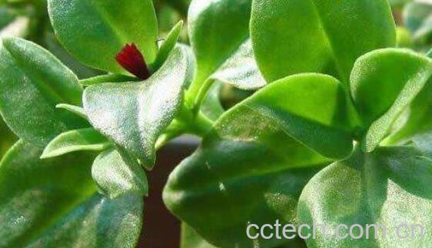 金不换的功效与作用-0