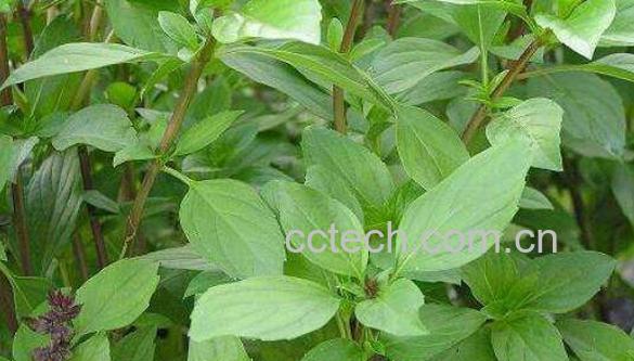 金不换的功效与作用-1