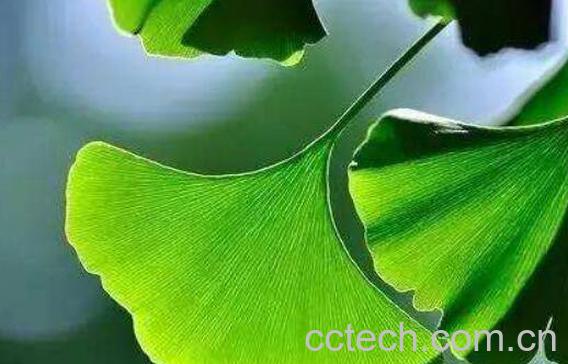 银杏叶片的功效与作用及药用价值-1