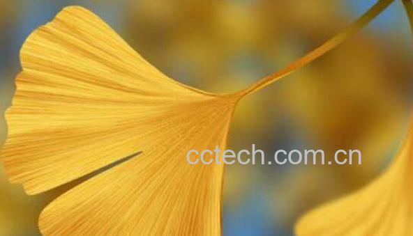 银杏叶片的功效与作用及药用价值-0