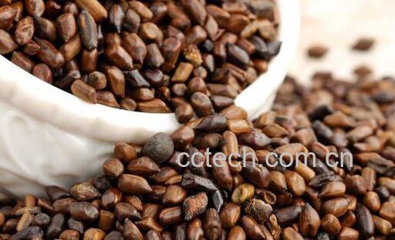 决明子的功效与作用 决明子的副作用-0