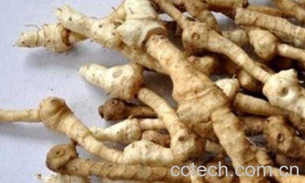 枸杞根的功效与作用及药用价值-1