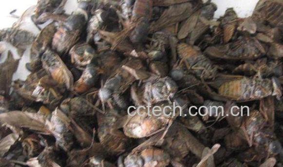 虻虫的功效与作用有哪些-1